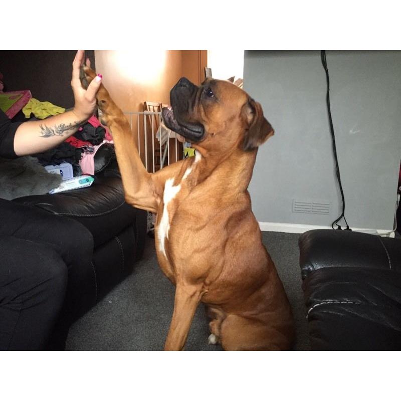 Boxer male 19 months old Kc Reg needs to rehome
