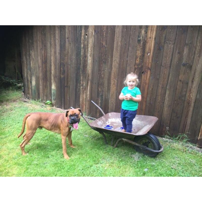 Boxer male 19 months old Kc Reg needs to rehome