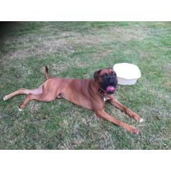 Boxer male 19 months old Kc Reg needs to rehome