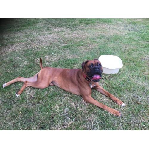 Boxer male 19 months old Kc Reg needs to rehome