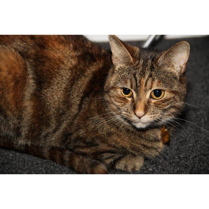 Beautiful Cat