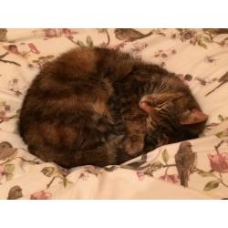 Beautiful Cat