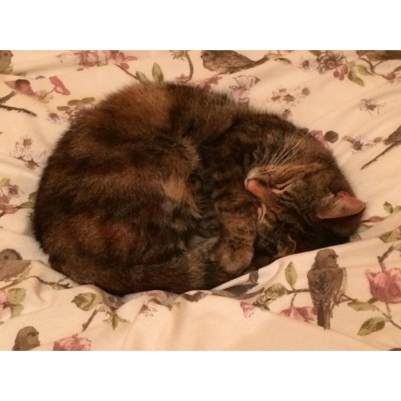Beautiful Cat