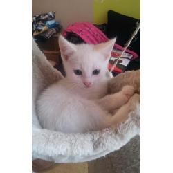 Absolutely Adorable Turkish Van cross kitten ( MALE )