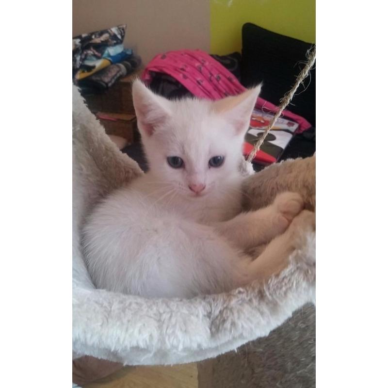 Absolutely Adorable Turkish Van cross kitten ( MALE )