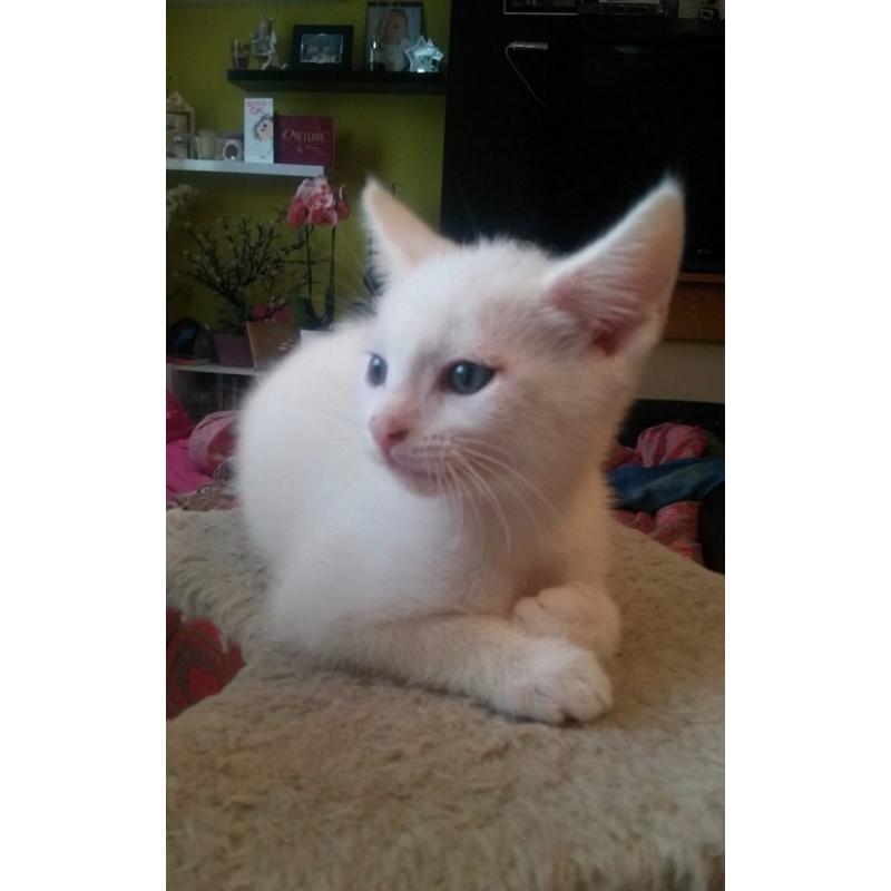 Absolutely Adorable Turkish Van cross kitten ( MALE )