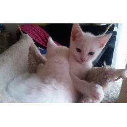 Absolutely Adorable Turkish Van cross kitten ( MALE )