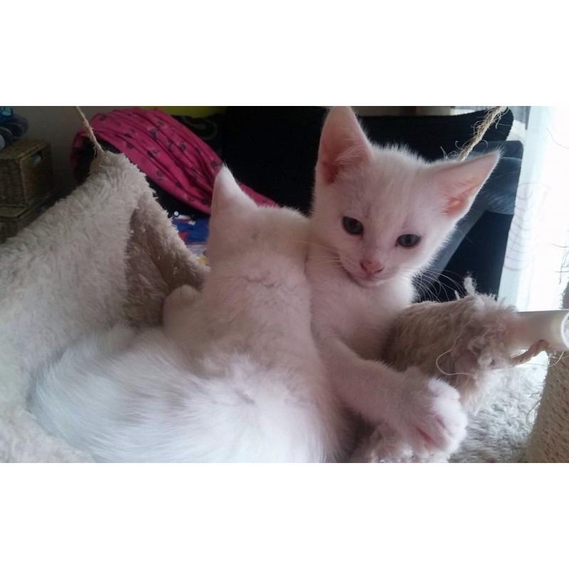 Absolutely Adorable Turkish Van cross kitten ( MALE )