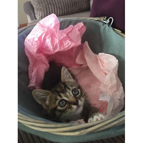 Kitten for sale