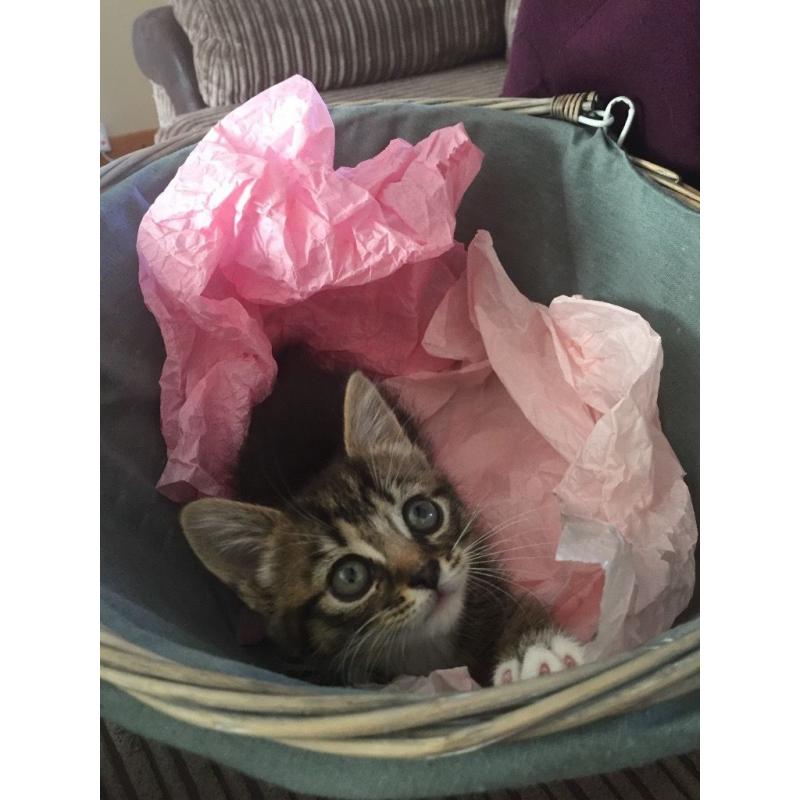 Kitten for sale
