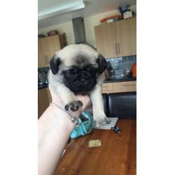 Pedigree Pug Puppies