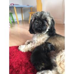 Shih tzu