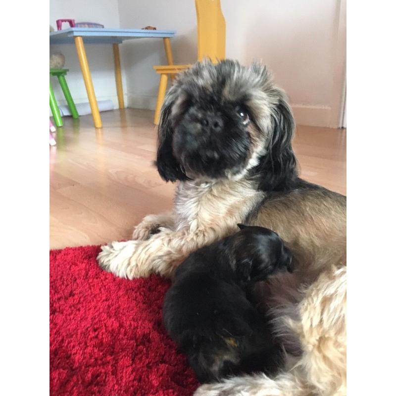 Shih tzu