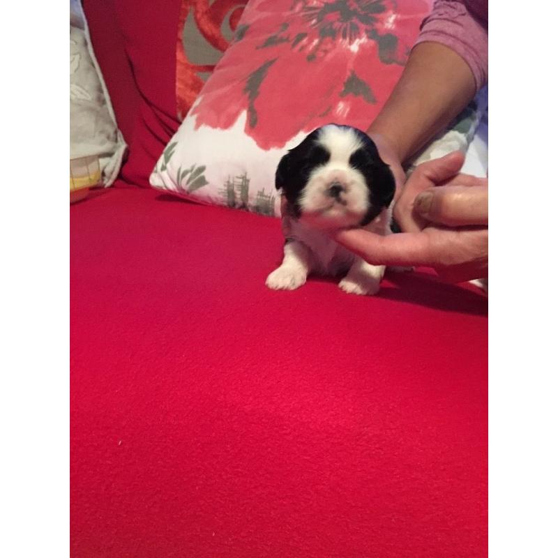 Shih tzu