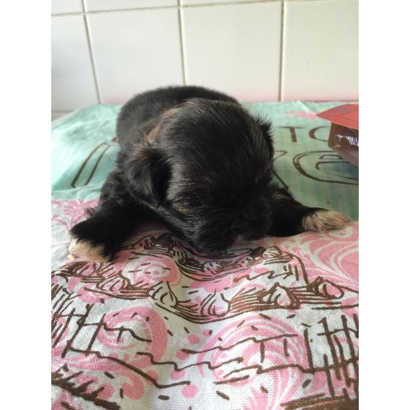 Shih tzu