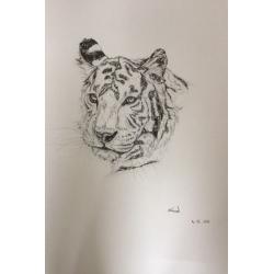 Pet sketches
