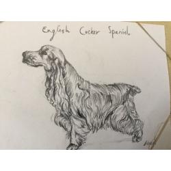Pet sketches