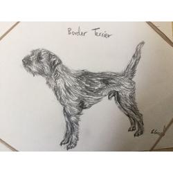Pet sketches