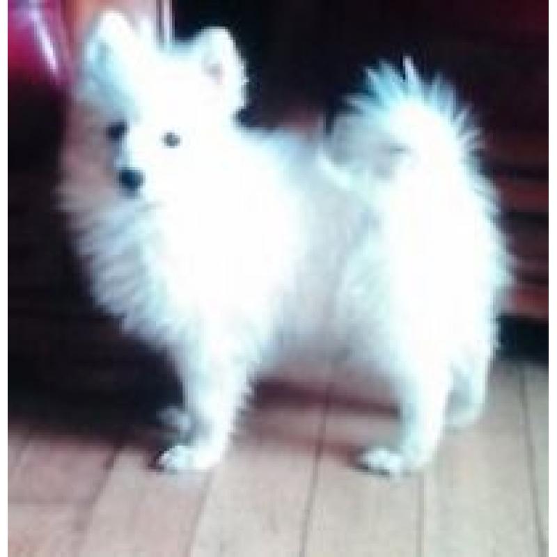 Pomeranian 5 mts old very small type