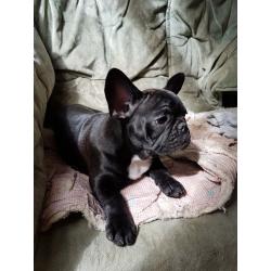 Adorable Frenchie female for sale