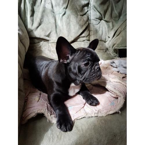 Adorable Frenchie female for sale