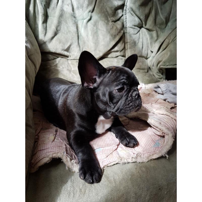 Adorable Frenchie female for sale