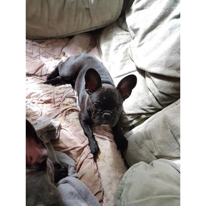 Adorable Frenchie female for sale