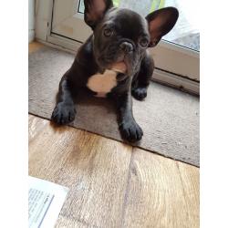 Adorable Frenchie female for sale