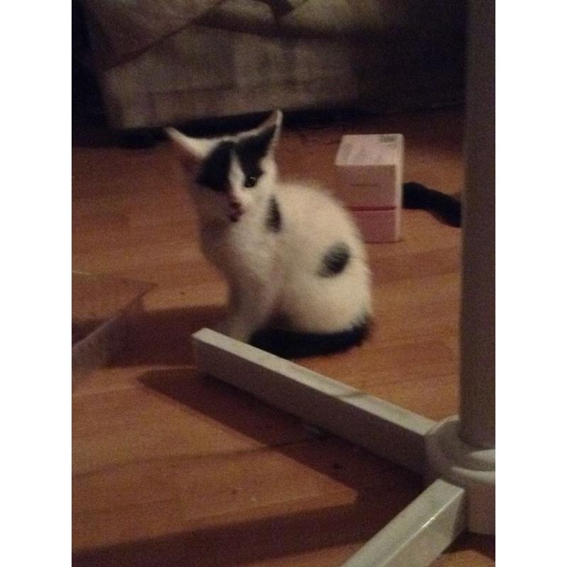 Beautiful kittens