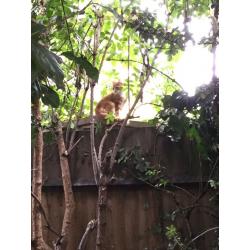 Beautiful ginger kitten