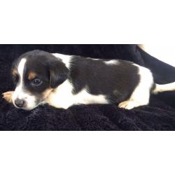 Jack Russel X Chihuahua