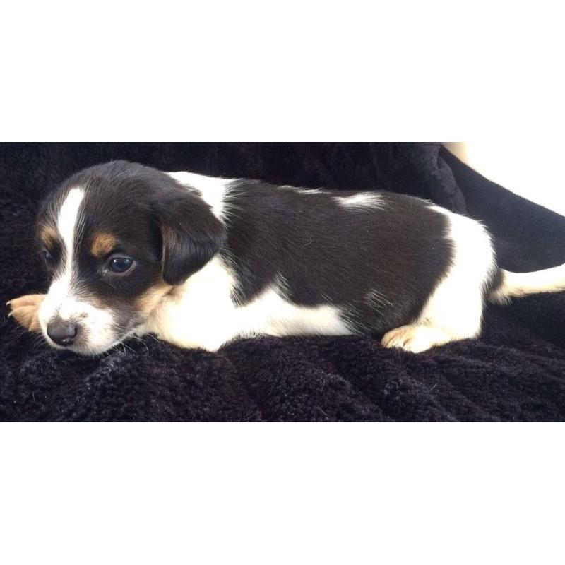 Jack Russel X Chihuahua