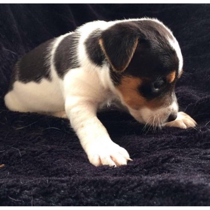 Jack Russel X Chihuahua