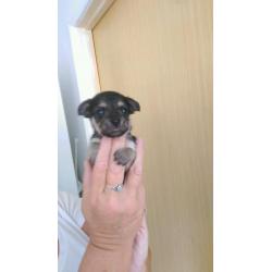Toy chihuahua puppy's