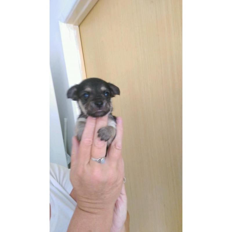 Toy chihuahua puppy's