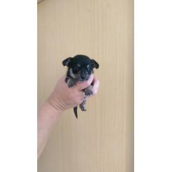 Toy chihuahua puppy's