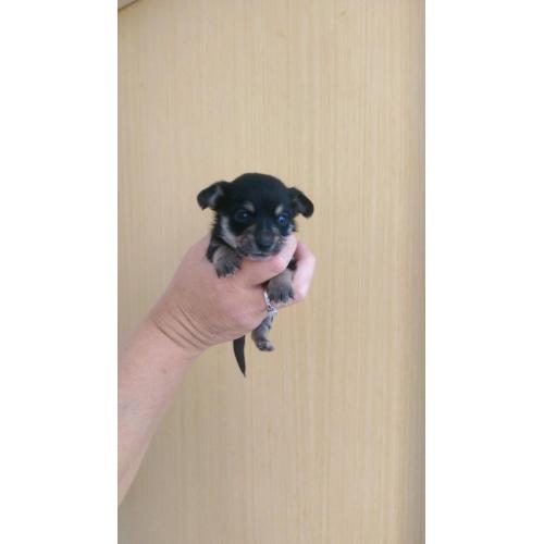 Toy chihuahua puppy's