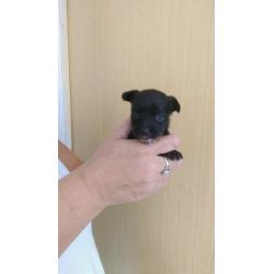 Toy chihuahua puppy's