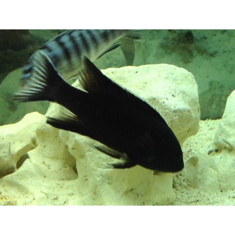 Malawi Cichlid - Black White tailed Acei