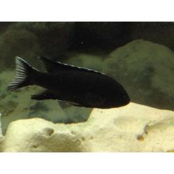 Malawi Cichlid - Black White tailed Acei