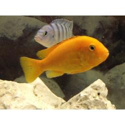 Malawi Cichlids - 2 Orange Labs