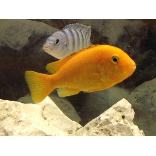 Malawi Cichlids - 2 Orange Labs