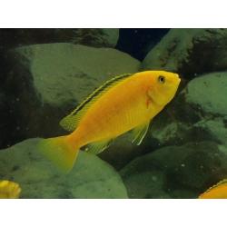 Malawi Cichlids - 2 Orange Labs