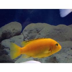 Malawi Cichlids - 2 Orange Labs