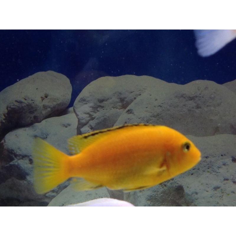 Malawi Cichlids - 2 Orange Labs