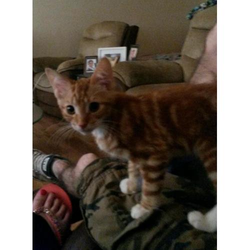 Ginger boy kitten 13weeks old
