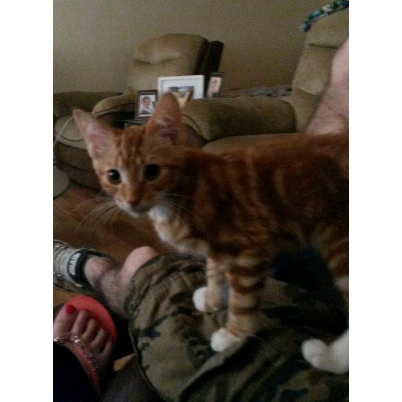 Ginger boy kitten 13weeks old