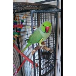 ringneck and rock pebbler