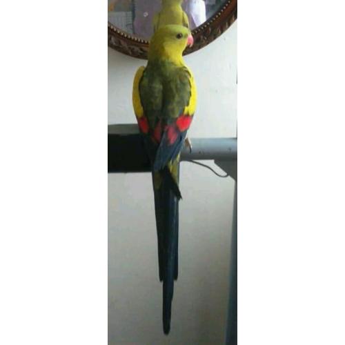 ringneck and rock pebbler
