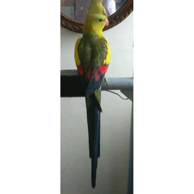 ringneck and rock pebbler